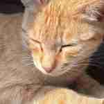 Jahana Qadriya Ziaeeya